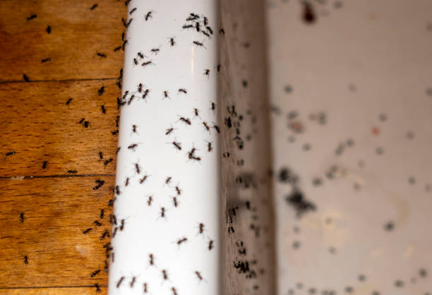 Flea Control Services in Zolfo Springs, FL