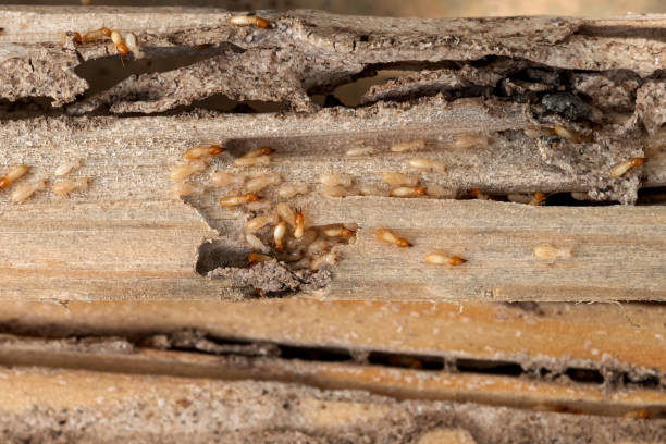 Reliable Zolfo Springs, FL Pest Control Solutions