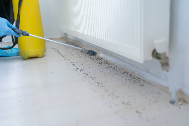 Flea Control Services in Zolfo Springs, FL